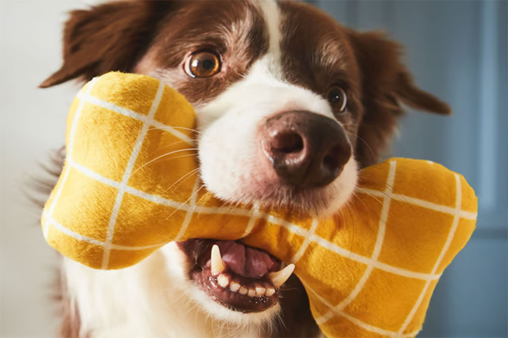 Gifts For Your Pets | Oxford Street