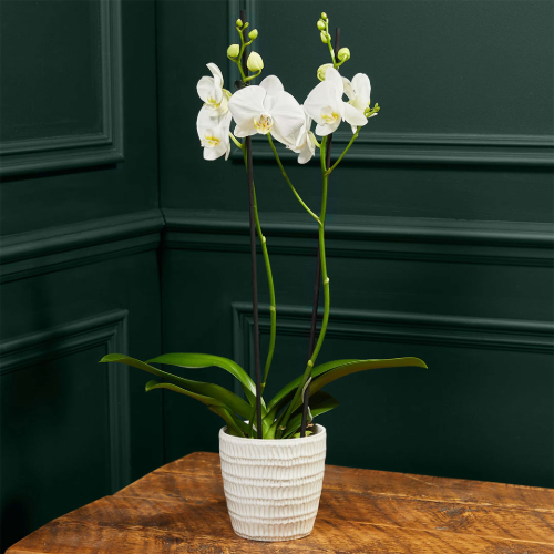 Valentine's Day Flowers For Her | Oxford Street