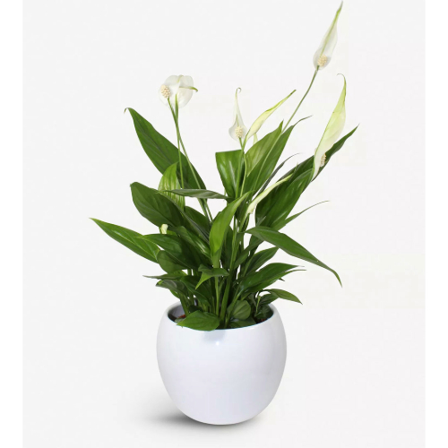 Flowers For Mother's Day | Oxford Street