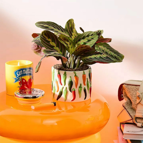 House Plant Mother's Day | Oxford Street