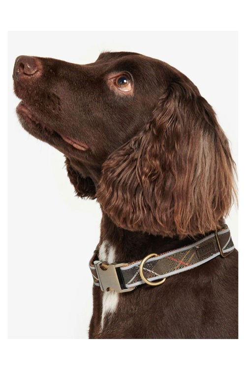 Gifts For Your Pets | Oxford Stret