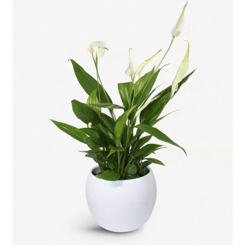 Flowers For Mother's Day | Oxford Street